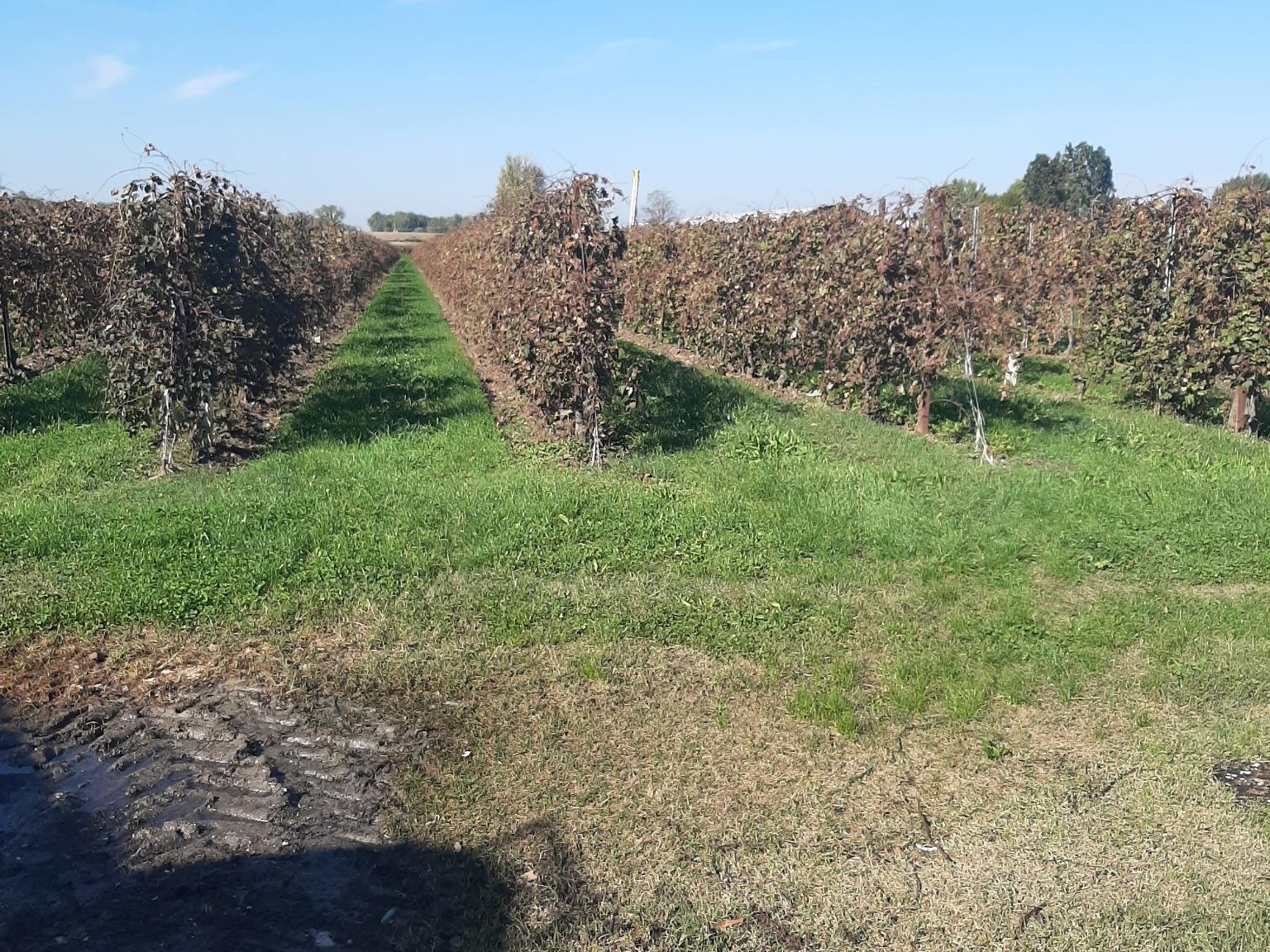 cantinadivinja vigna sole